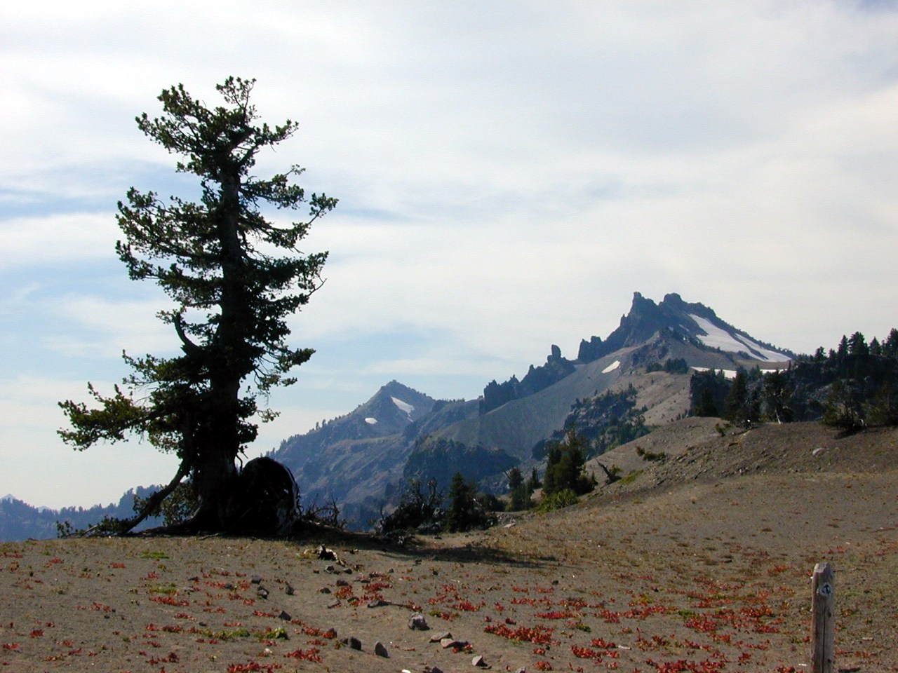 Tree on the rim (Hillman Peak)