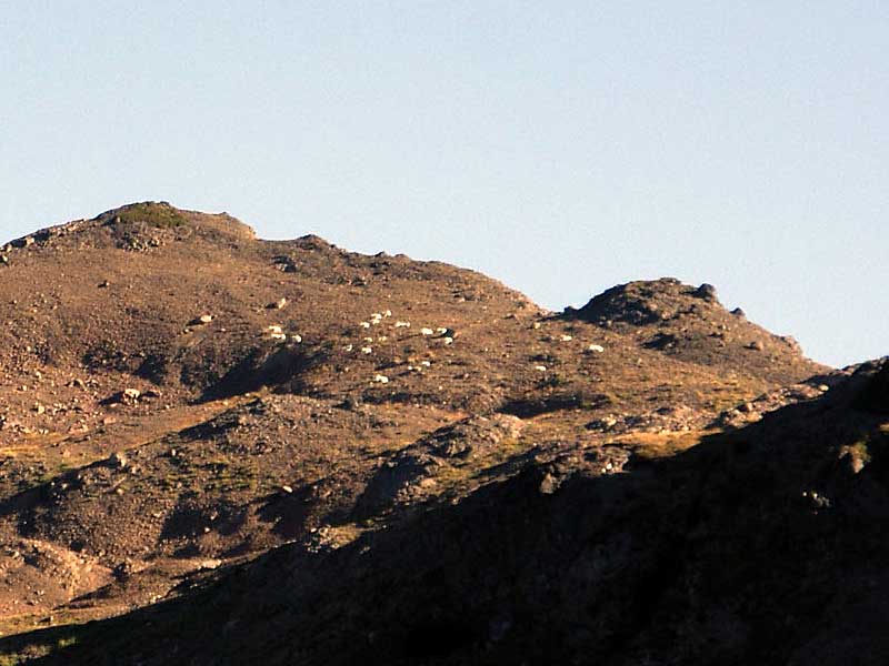 Goats above Goat Lake