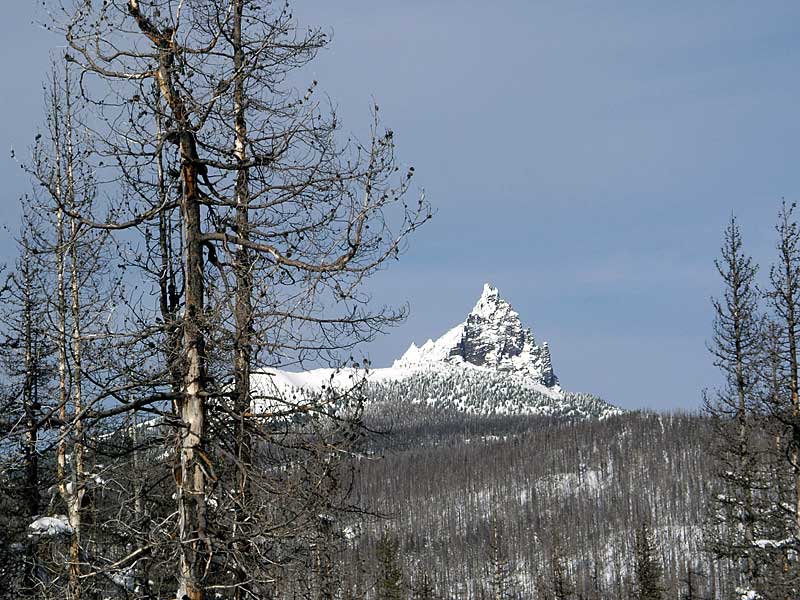 Three Fingered Jack