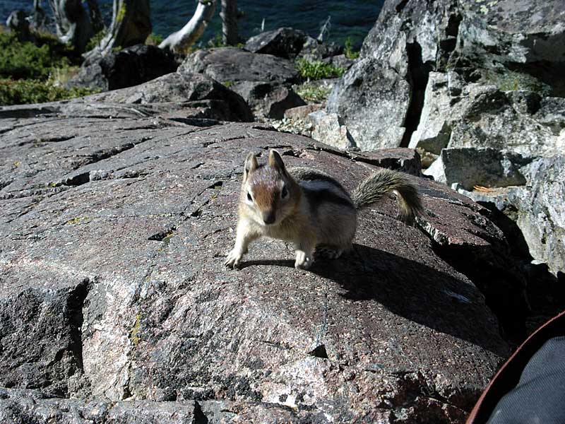 Beggar at Sawtooth Lake