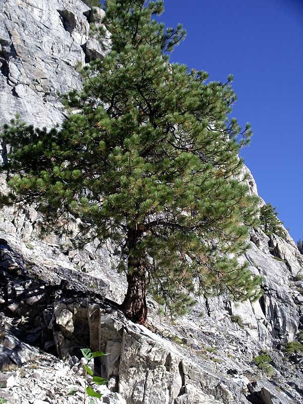 Pine growing in rocky “soil”