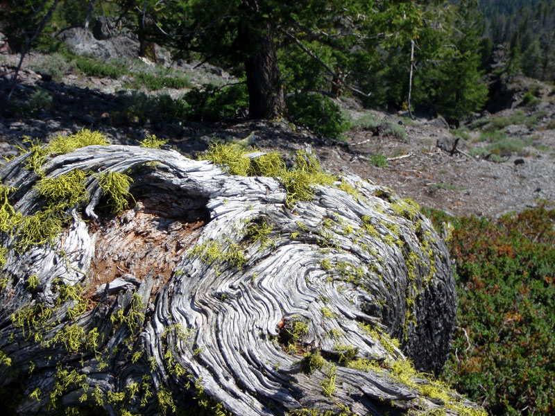 Rotten log