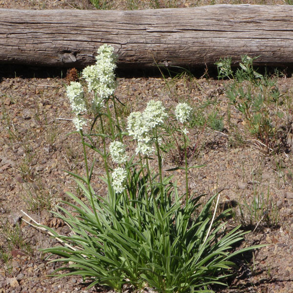 Death camas?