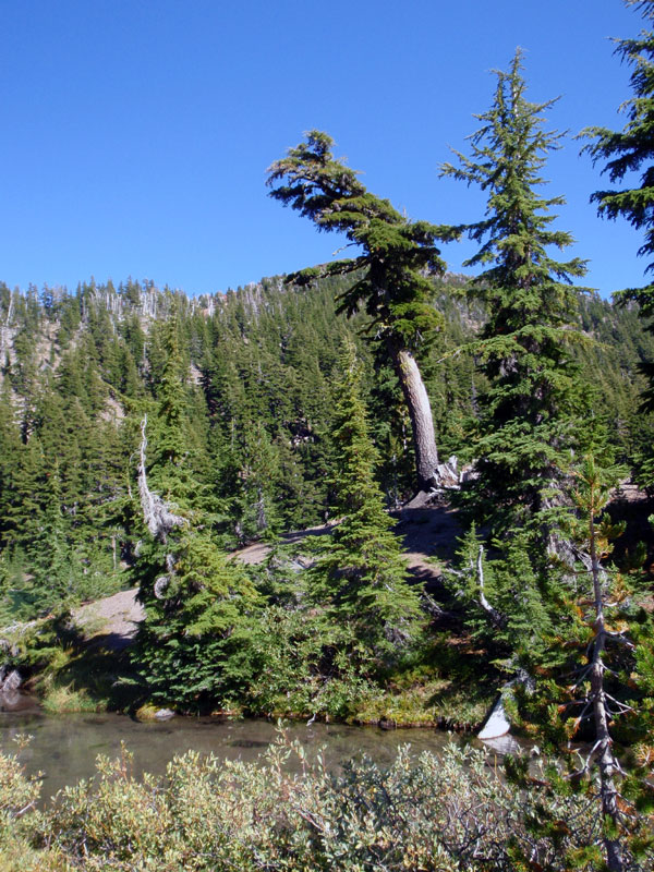 Crooked tree at the upper lake