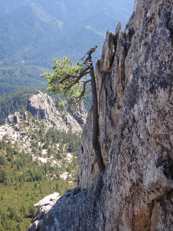 Tree-in-a-crack &amp; flakes