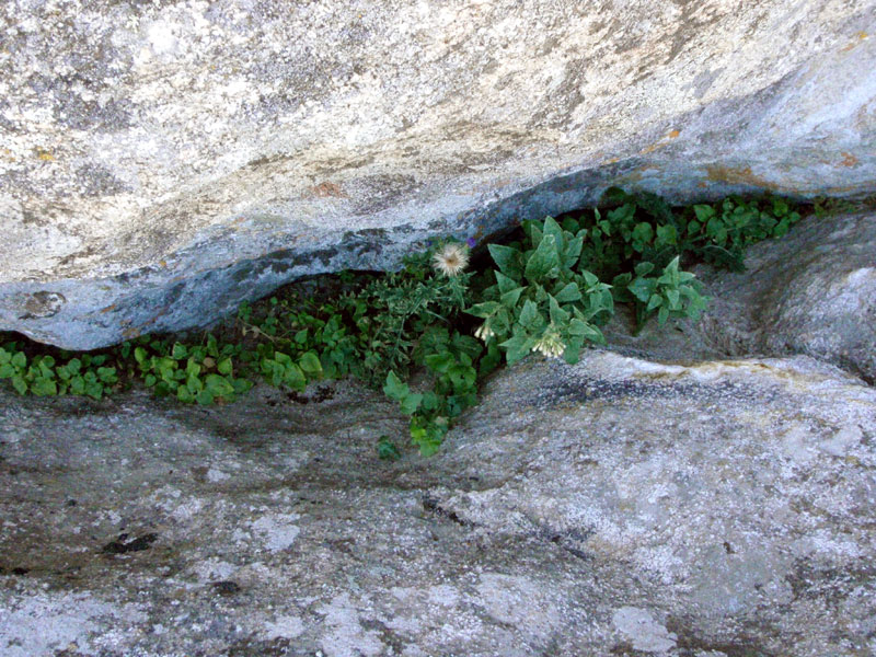 Rock garden