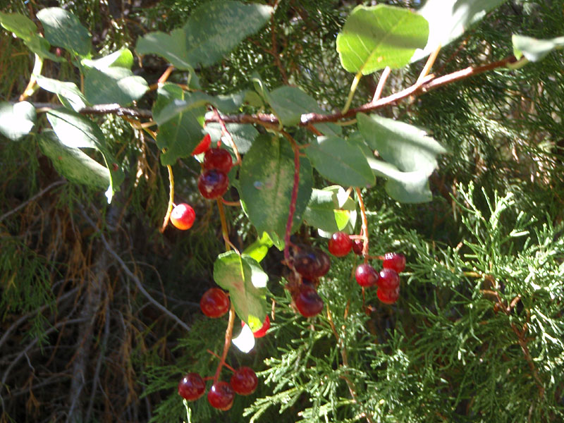 Cherries