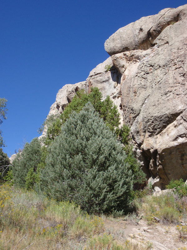 Trees below Bumblie Rock