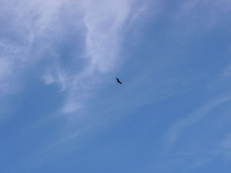 Chicken in the sky