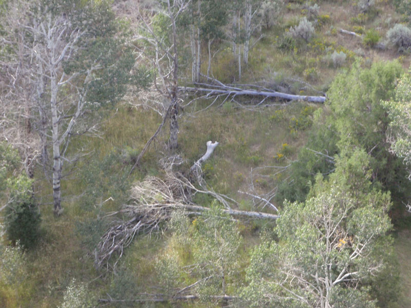 Bone tree