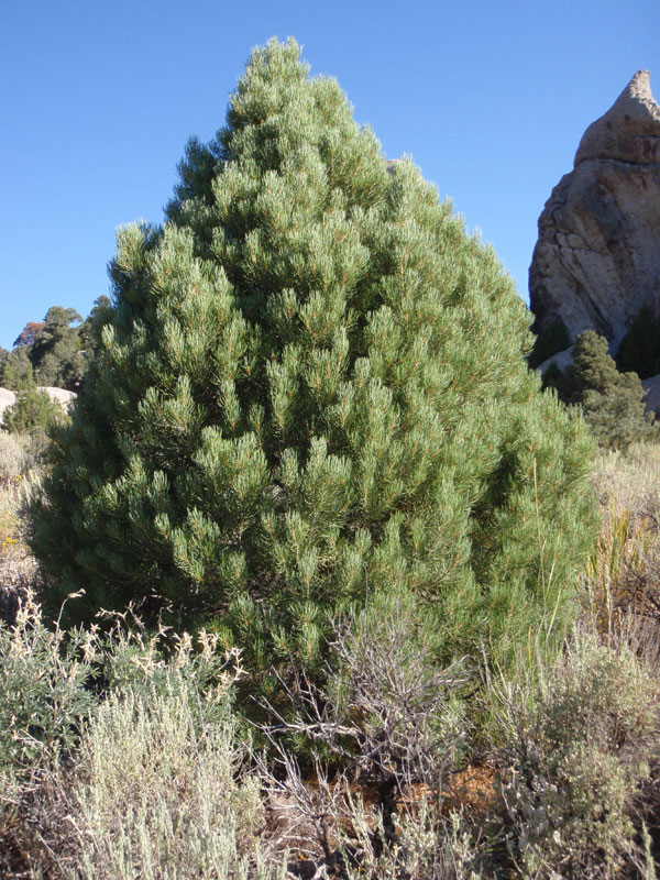 Single leaf pinon pine