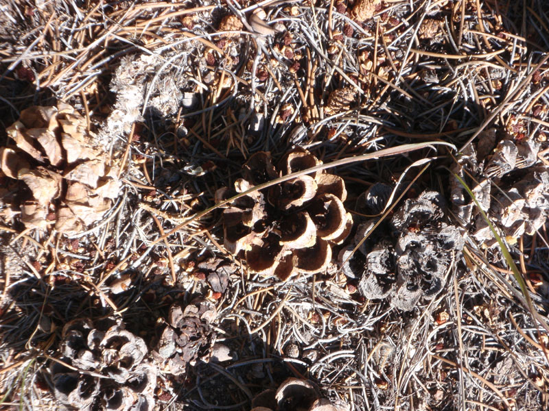 Fallen cones of pinon pine