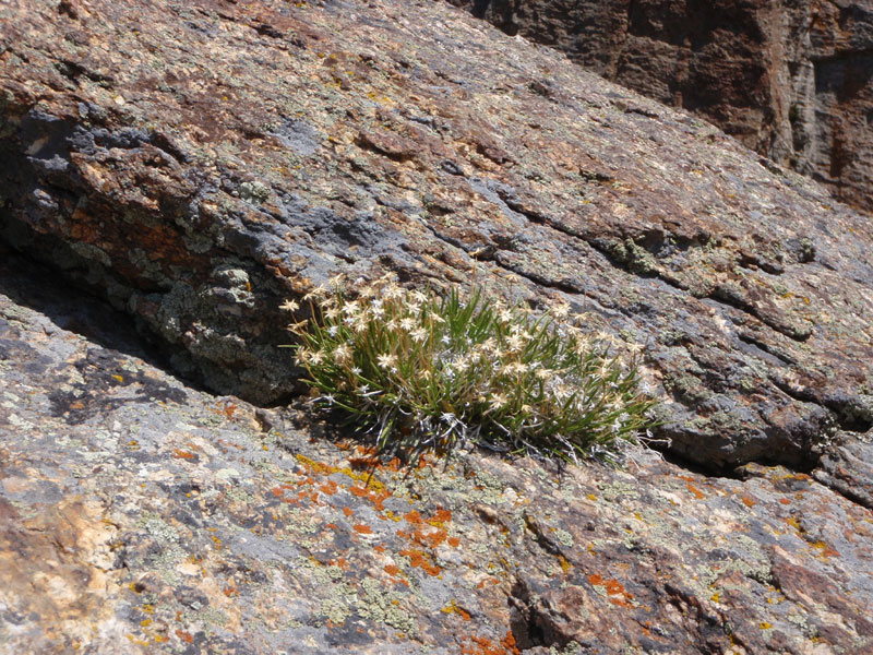 Flowers on forth pitch of Theatre of Shadows