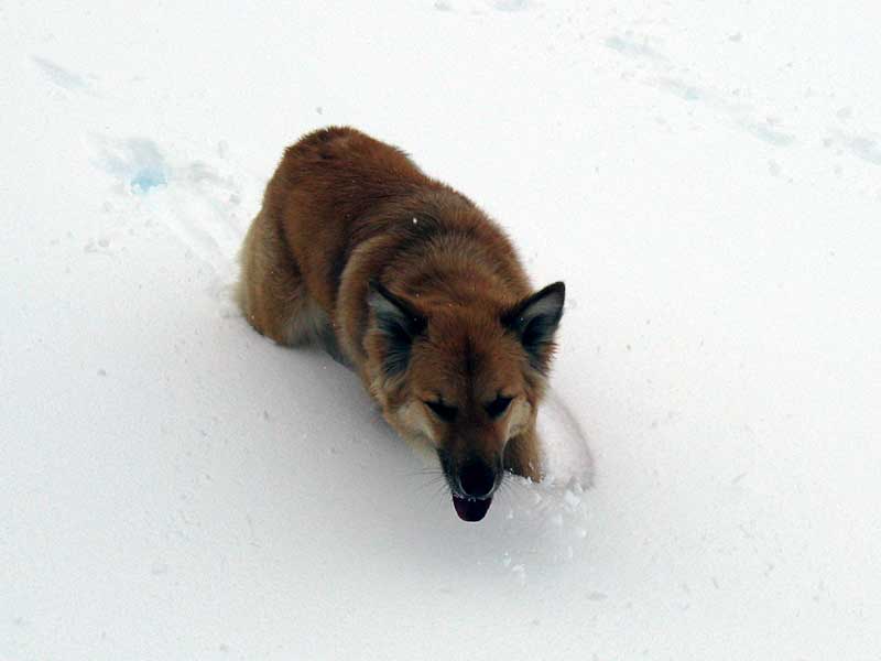 Mol stalks the elusive snow spider