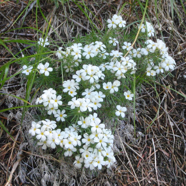 more flowers