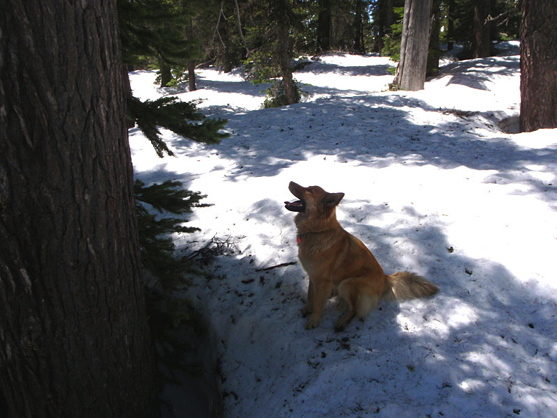 That squirrel's gotta come down sooner or later