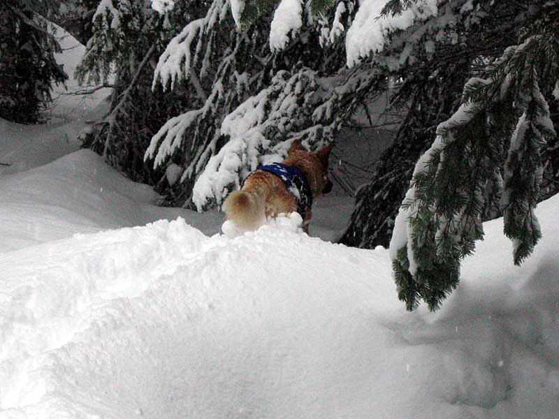 Molly explores the Land of the Tree-Wells