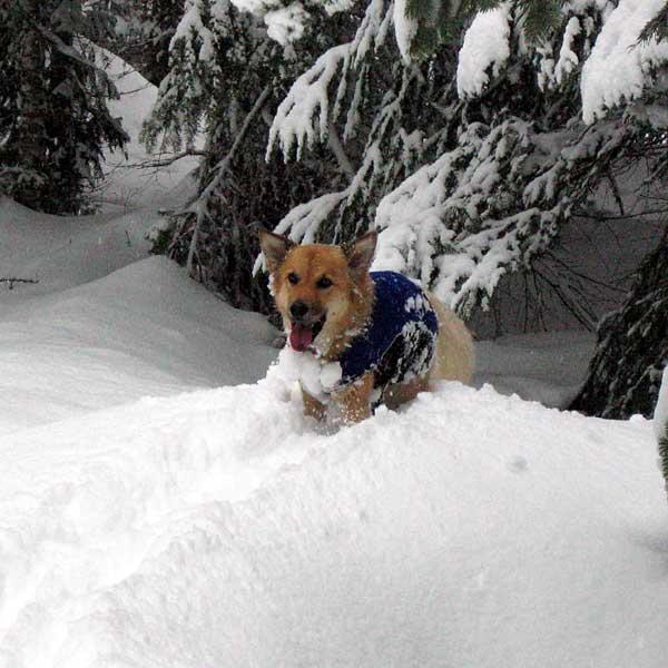 Molly's got snow-balls in the front too