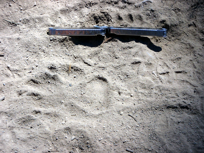 Wolf print