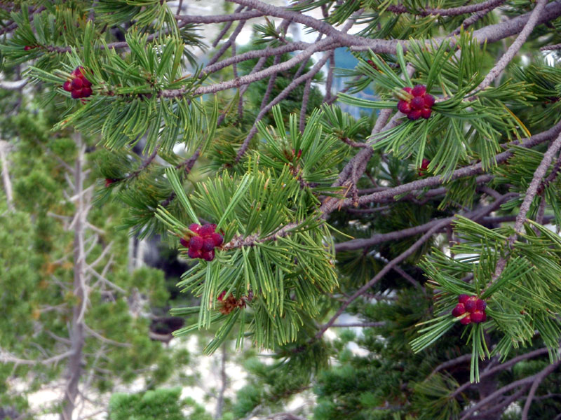 Whitebark pine