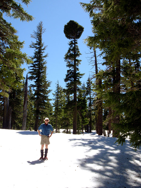 Lubos below the tree