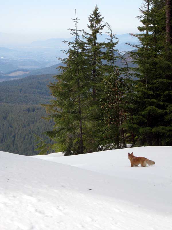 View towards Eugene-Springfield