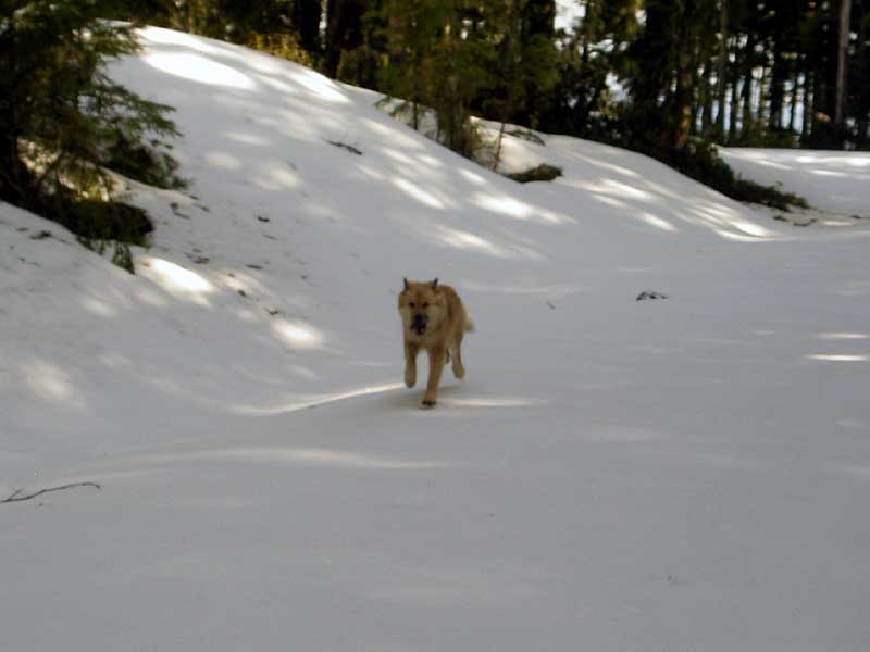 Hey, I like this snow--I stay on top!