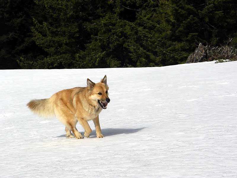 Mountaineer Molly--built in crampons!