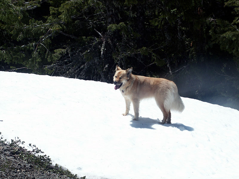 Naw! It's just snow. Where's my glacier glasses?