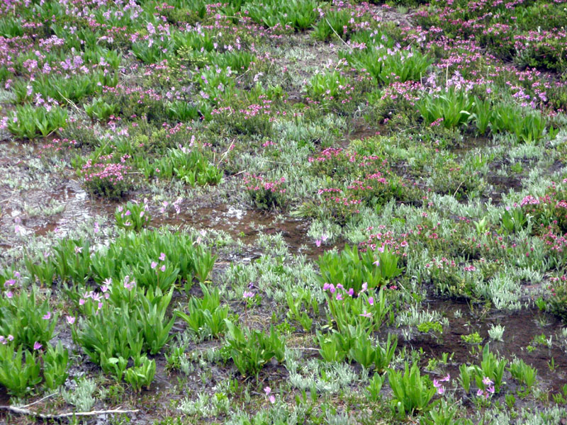 Shooting star and heather