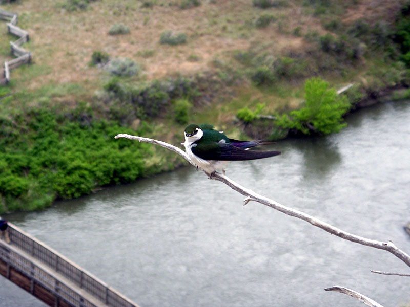 Violet-green swallow