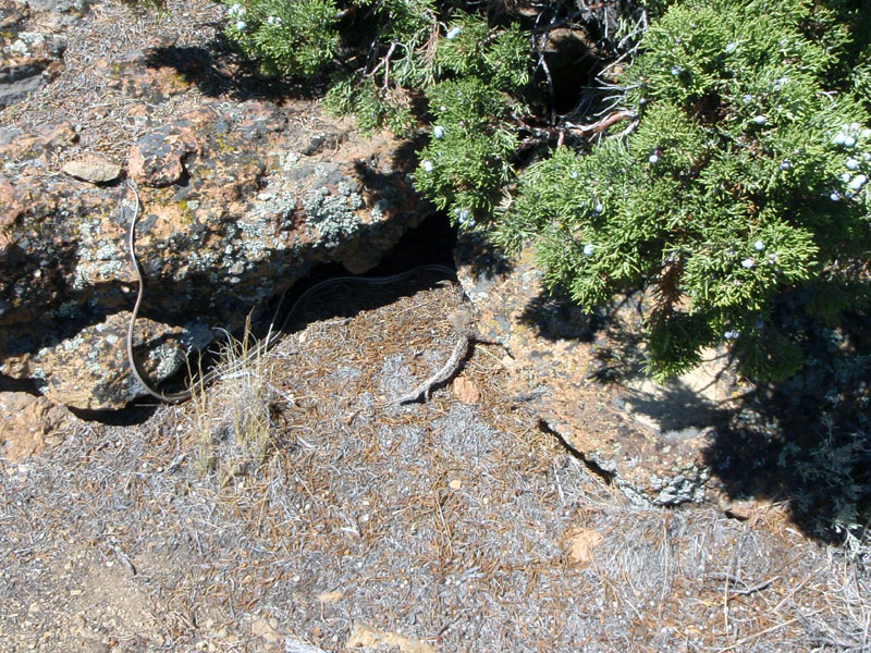 Chicken slithering under a rock