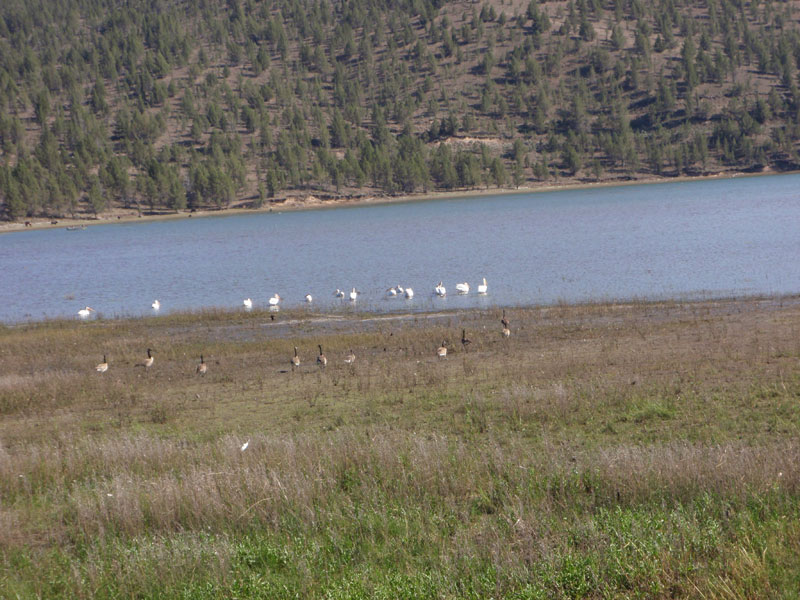 Geese and other fowl at Ochoco Reservoir