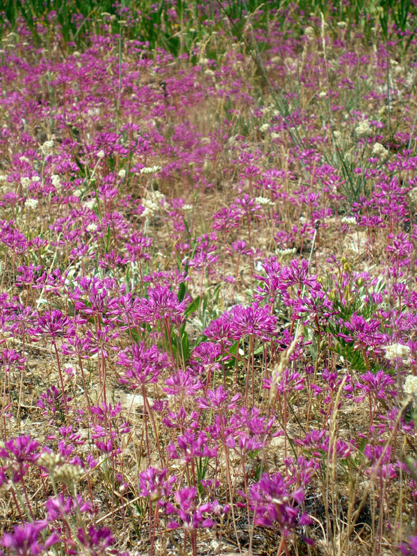 Field of wild onions