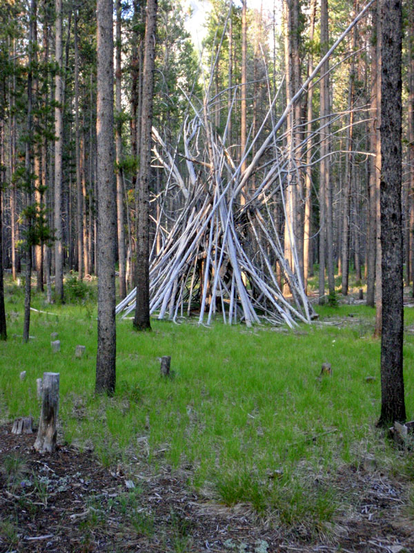 Strange structure in the forest