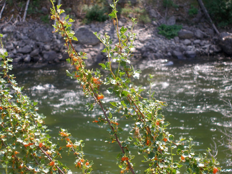 Gooseberries