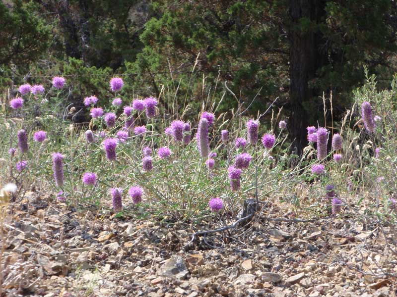 Fuzzball flowers