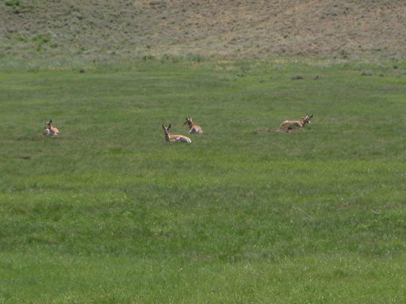 Antelope by the Hwy