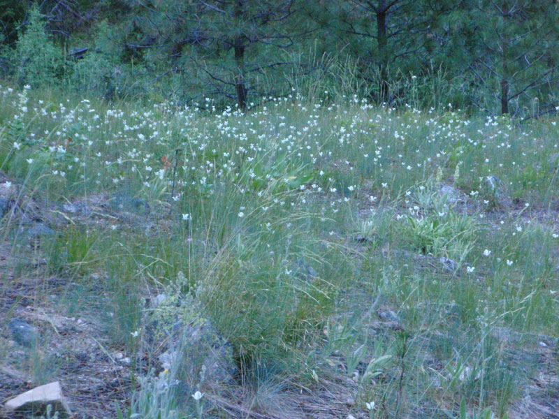 Field of Star Lilies