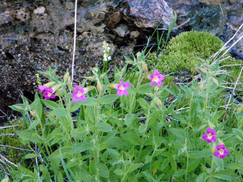 Penstemon