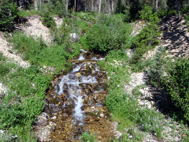 Tributary of Canyon Creek