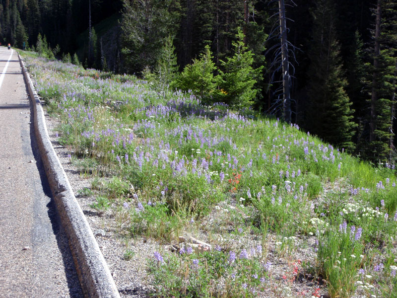 Roadside flower garden