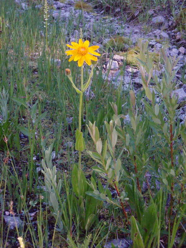 Balsamroot