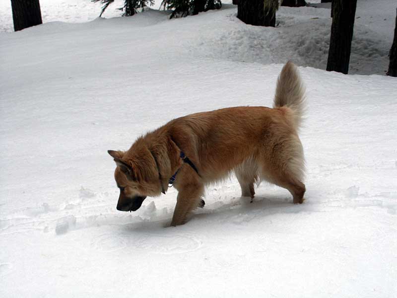 Watching for the snow gopher