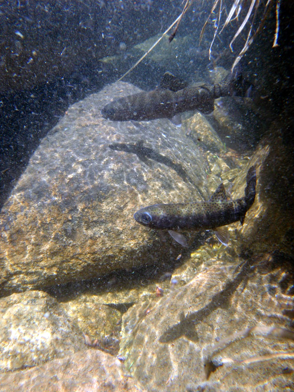 View from within Walker Lake