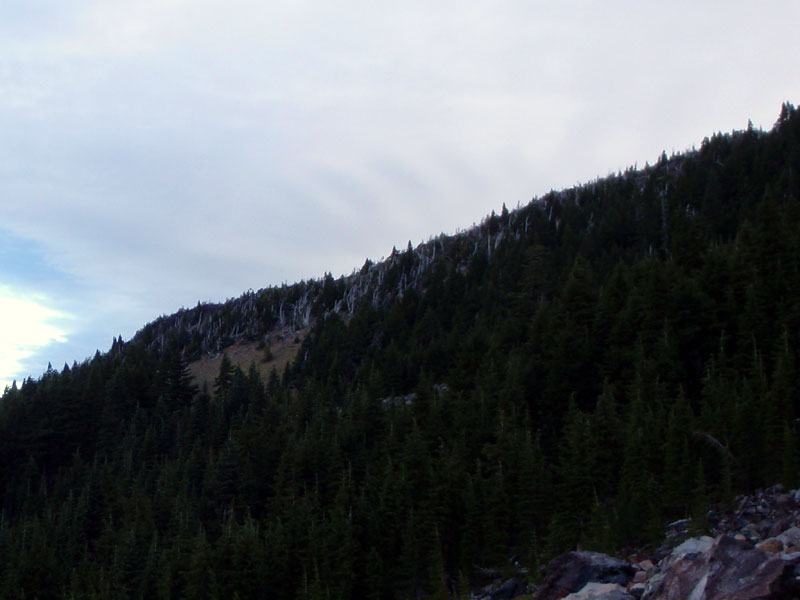 Trees on the north ridge