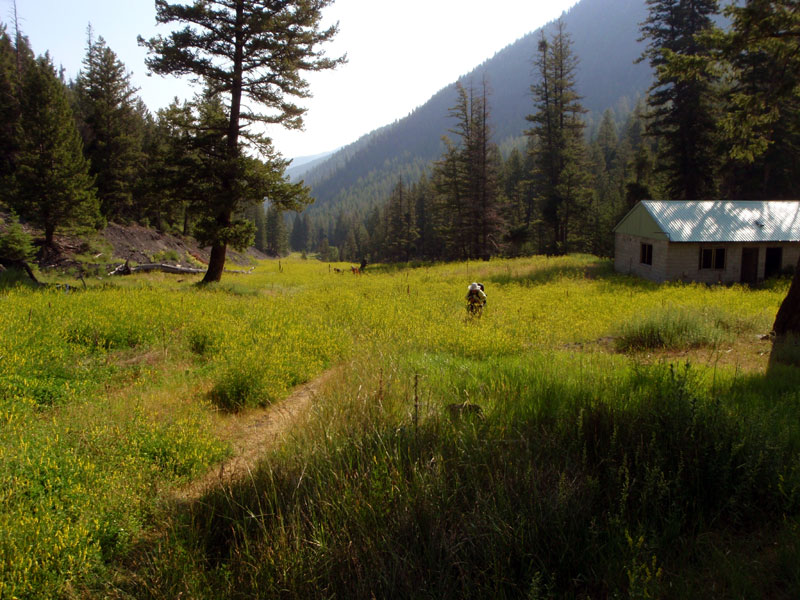 Fields of clover at old mine