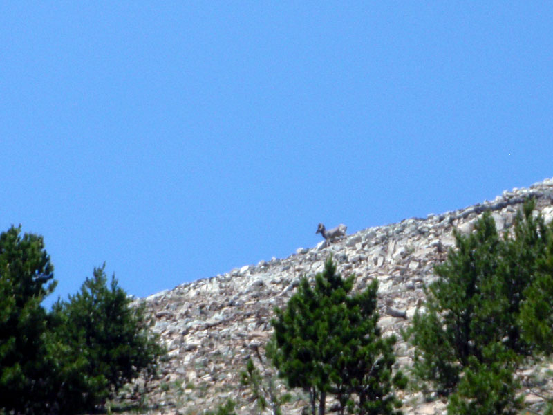 Bighorn sheep on the ridge