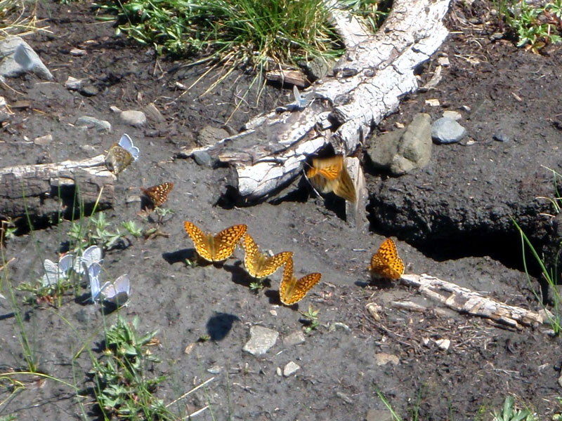 Back in the cirque: butterflies
