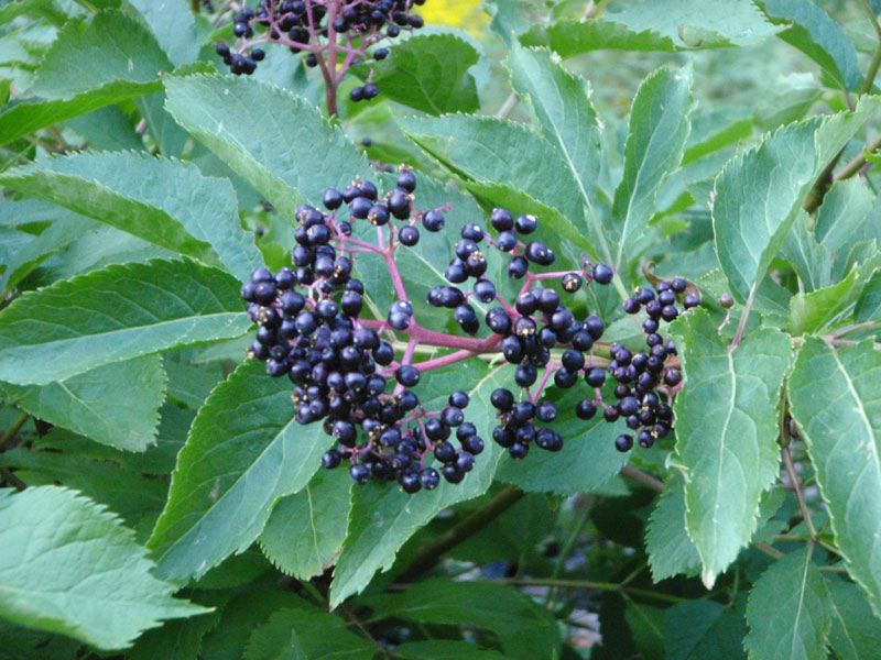 Elderberry